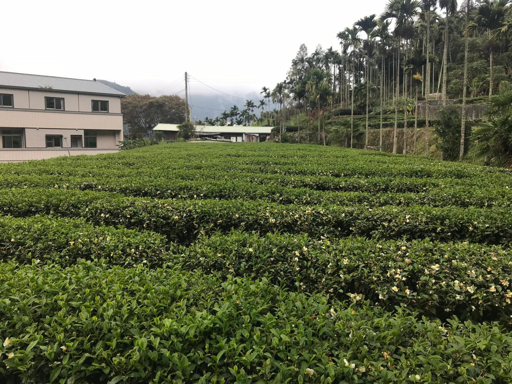 De Ren Tea Gardens Leilighet Meishan Eksteriør bilde