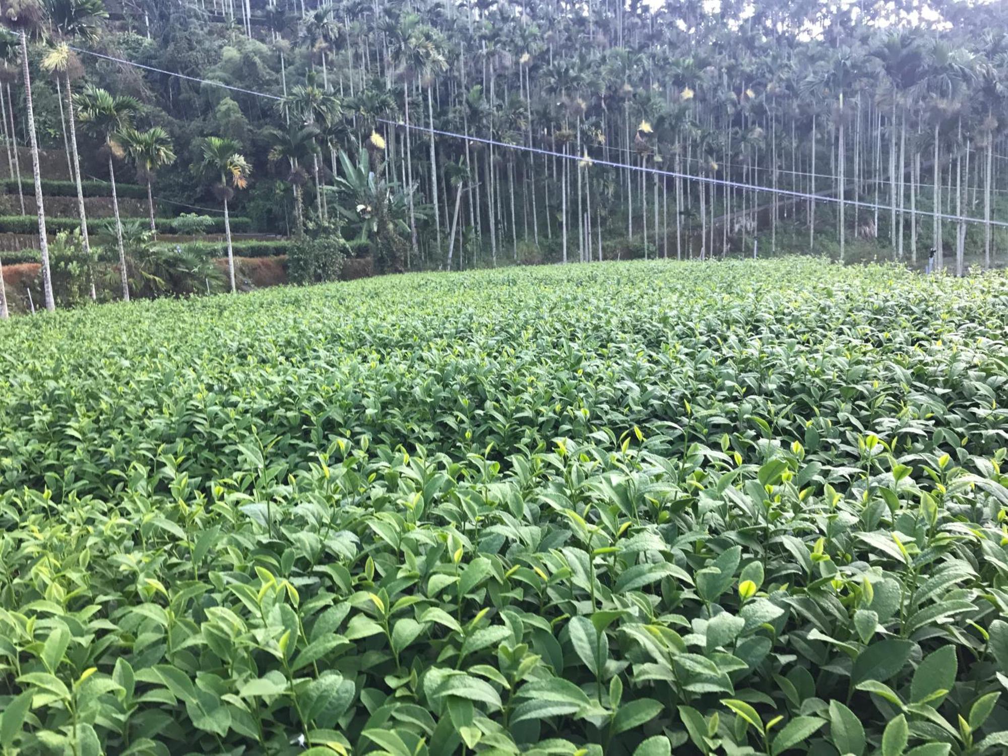 De Ren Tea Gardens Leilighet Meishan Eksteriør bilde