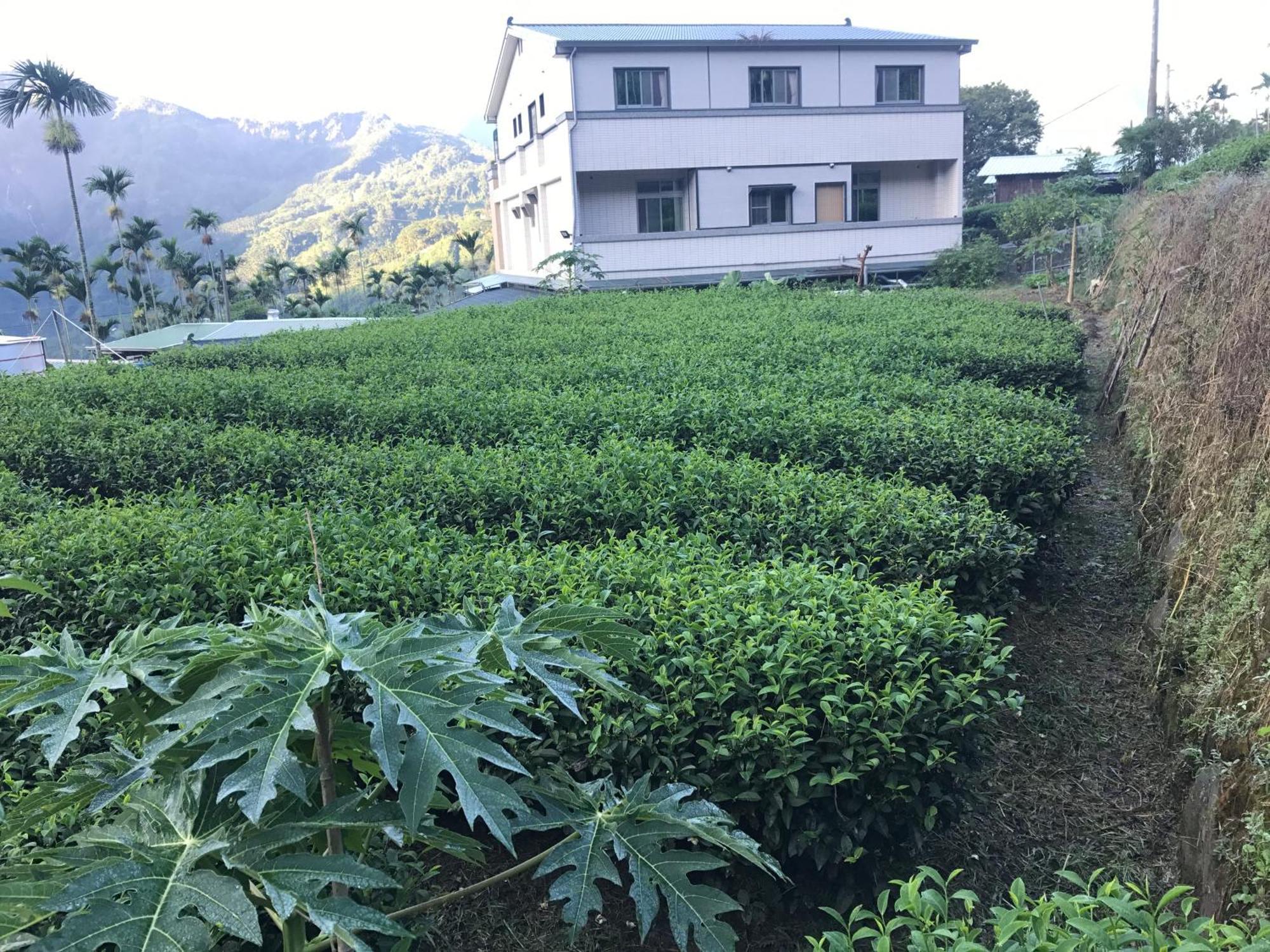 De Ren Tea Gardens Leilighet Meishan Eksteriør bilde