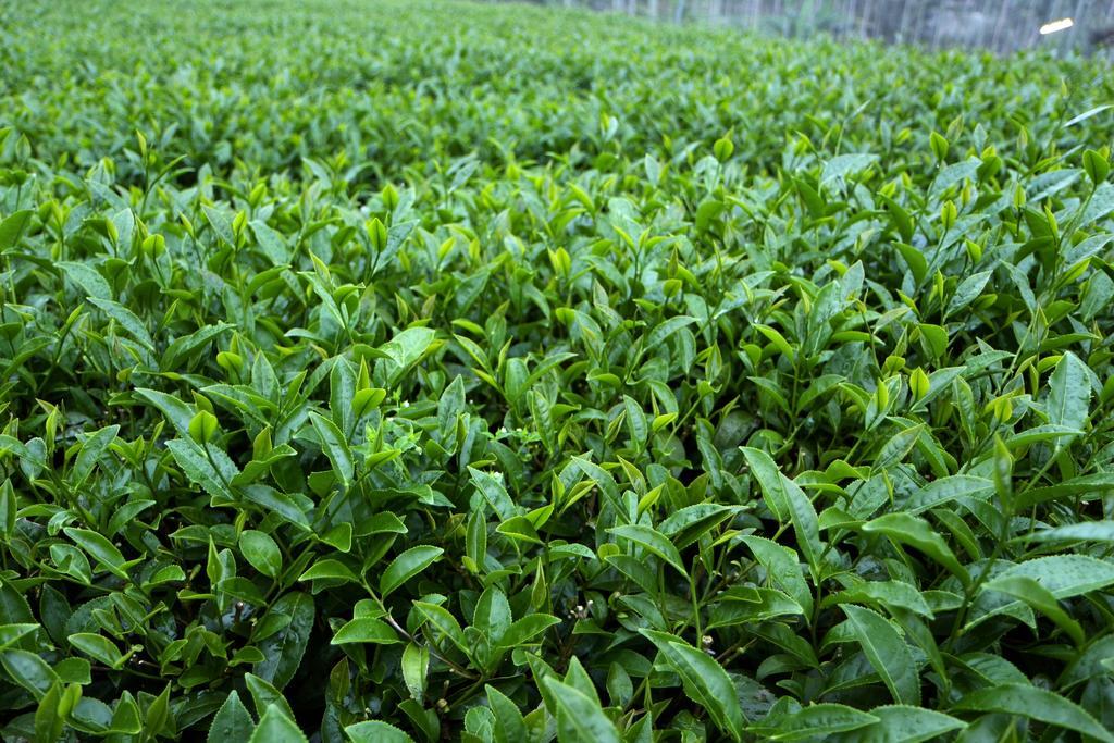 De Ren Tea Gardens Leilighet Meishan Eksteriør bilde